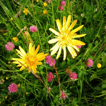 Gersbach-gut Pensión